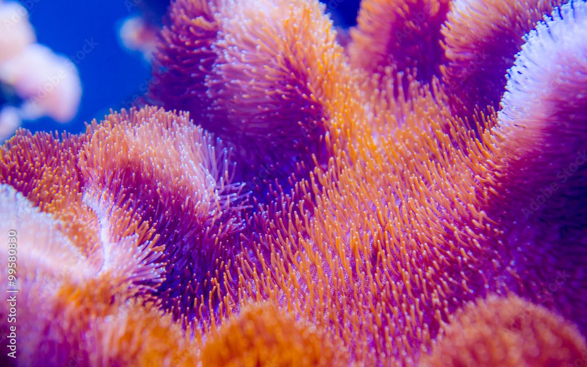The Coral Spawning Spectacle