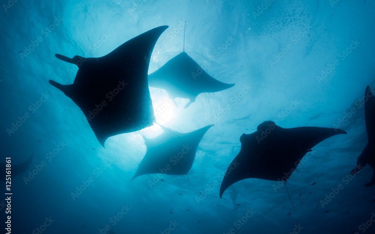 The Manta Ballet of Hanifaru